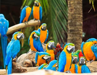 Crédence de cuisine en verre imprimé Perroquet Macaw parrot
