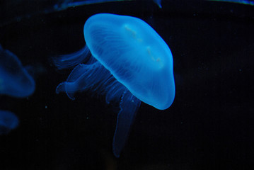 Jellyfish