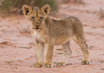 Naklejka premium Beautiful lion cub on kalahari sand