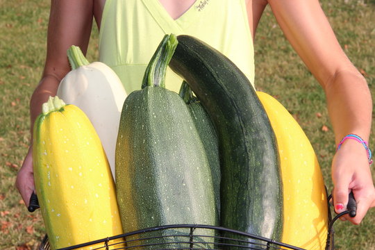 Courgettes