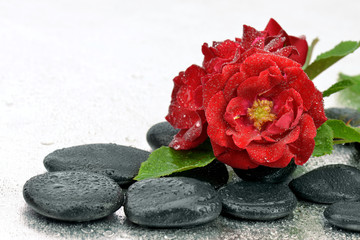 Róże na mokrych kamieniach bazaltowych