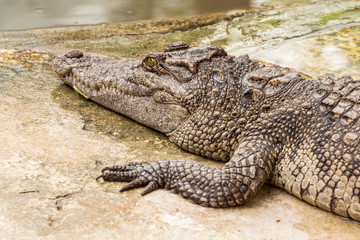 Close-up on crocodile