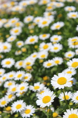 Fototapeta premium ノースポールの花畑