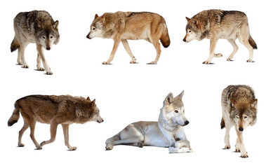 Fototapeta premium Set of few wolves. Isolated over white background