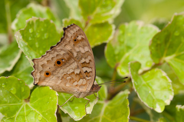 Brown butterfly on leaves
