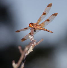 Orange dragonfly