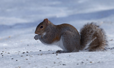 Praying squirrel
