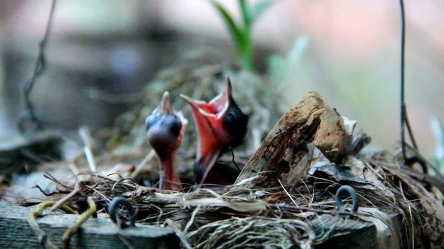 Newborn hungry baby birds in nest