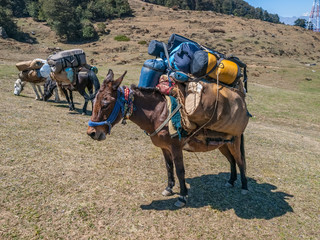 Laden mules