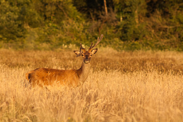 Naklejka na ściany i meble Deer in a field at sunset