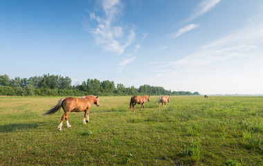 Dreamy landscape with walking horses