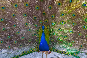 Fotobehang big beautiful peacock at the zoo © minimorra