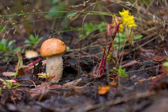Nice mushroom in grass