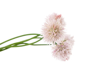 Obraz premium purple flowers