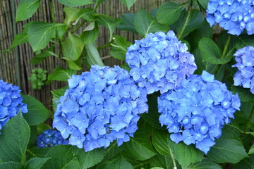 Hortensie