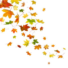 Maple autumn falling leaves, isolated on white background.