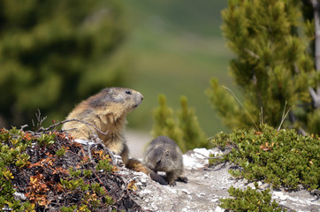 Alpine marmot and its young