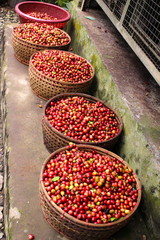 Coffee berries at luwak coffee plantation © irina_lazutina