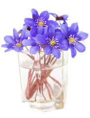Hepatica nobilis