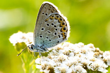 Primissimo piano si una farfalla