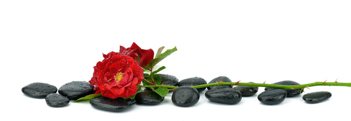Róże na kamieniach do spa - obrazy, fototapety, plakaty