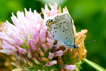 Farfalla su fiore rosa
