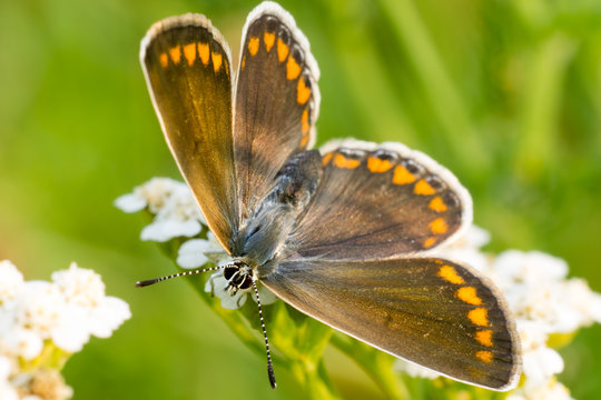 Farfalla arancione ali aperte