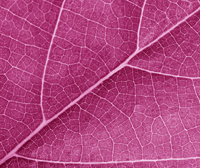 Fototapeta na wymiar purple leave texture