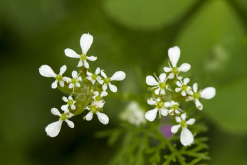 Scandix pecten-veneris