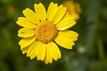Corn daisy flower