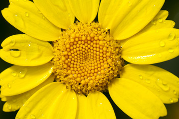 Corn daisy flower