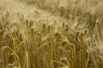 barley grain field