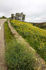 Fototapeta na wymiar Pole żółtych kwiatów łubinu