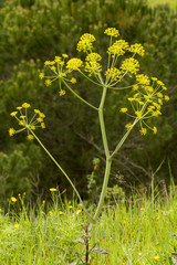 Thapsia villosa flower
