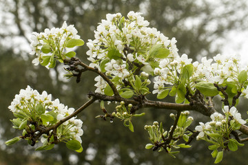 pear blooming flowers
