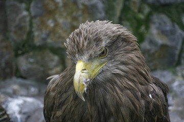 Eagle looking at the camera