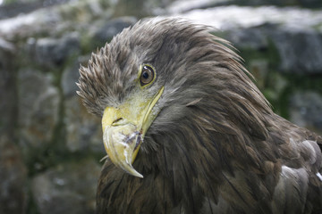 Eagle looking at the camera