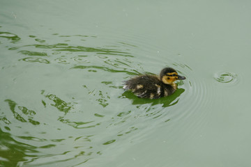 Fototapeta premium little duck swims in the water