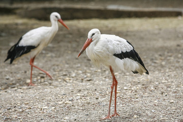 two herons walking on the ground