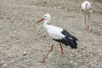 two herons walking on the ground