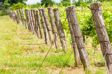Ripening wine grapes