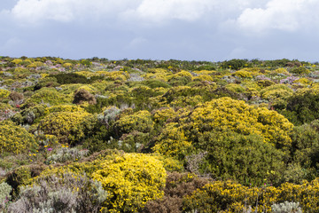 Beautiful flower field in Sagres