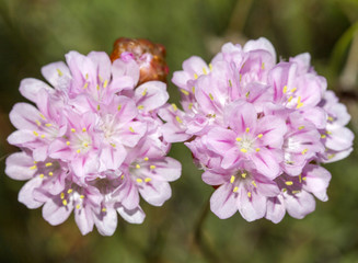 Armeria macrophylla flower