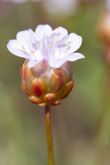 Armeria macrophylla flower