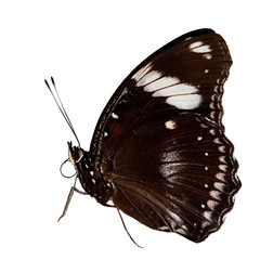 beautiful butterfly isolated on white background