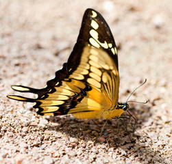 beautiful butterfly on stone and sand