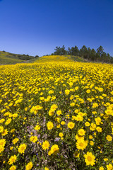 Obraz premium hill of yellow marigold flowers