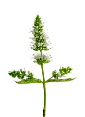 mint with flowers