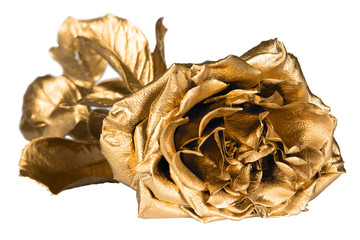Isolated golden rose