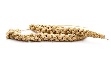 Vogelhirse auf weißem Hintergrund